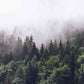 Foggy forest wall art woodland wallpaper Modern wallpaper Removable wallpaper Textured wallpaper fabric wallpaper vinyl wallpaper